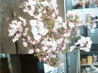 近江牛肉専門店　近江かね安