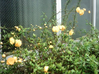 山吹の花